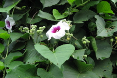 Ipomoea campanulata